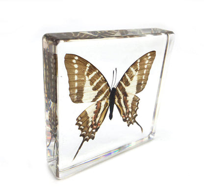 Graphium doson Butterfly Paperweight Specimen Paperweight for Science Education for book for office for desk(3" x 3" x 0.6")