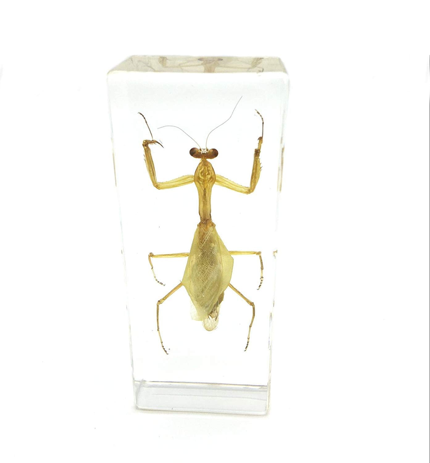 Praying Mantis(Mantis)(rearhorse) Paperweight Specimen Science Education Specimens(4.4x1.6x1.1")
