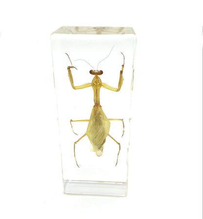 Praying Mantis(Mantis)(rearhorse) Paperweight Specimen Science Education Specimens(4.4x1.6x1.1")