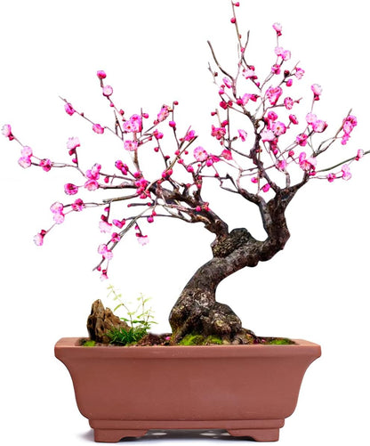 Dahlia 5.3" Beautiful Land Zisha Bonsai Planter/Succulent Pot/Flower Pot w. Saucer, Dark Brown