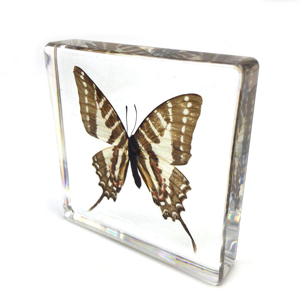 Graphium doson Butterfly Paperweight Specimen Paperweight for Science Education for book for office for desk(3" x 3" x 0.6")