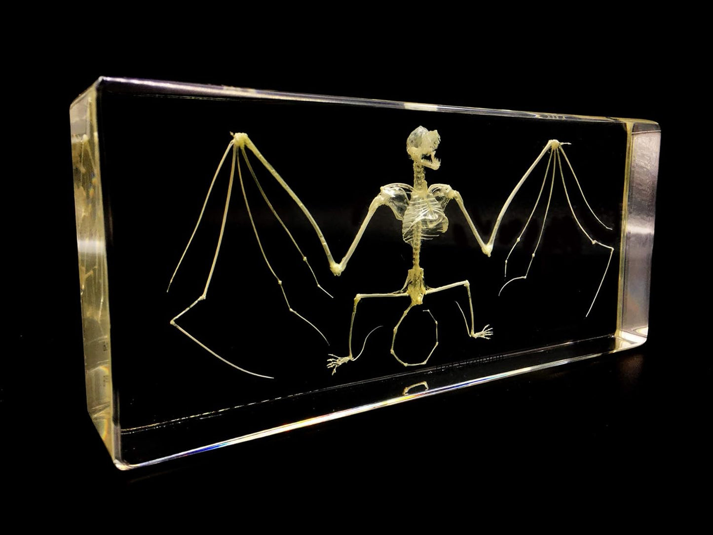 X-Large Taxidermy Real Bat Skeleton Specimens Science Classroom Specimen for Science Education（7.9x3.6x1.6 inch）