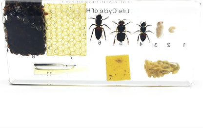 Lifecycle of a Honey Bee Science Classroom Specimens for Science Education