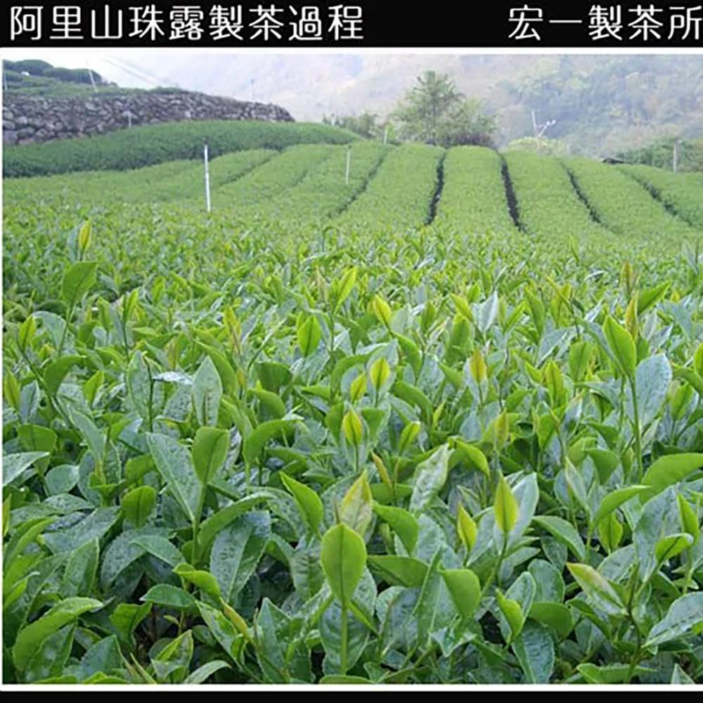 Taiwan unique tea,Chin-Shin-Oolong, Alishan Pearl Tea,300g*2