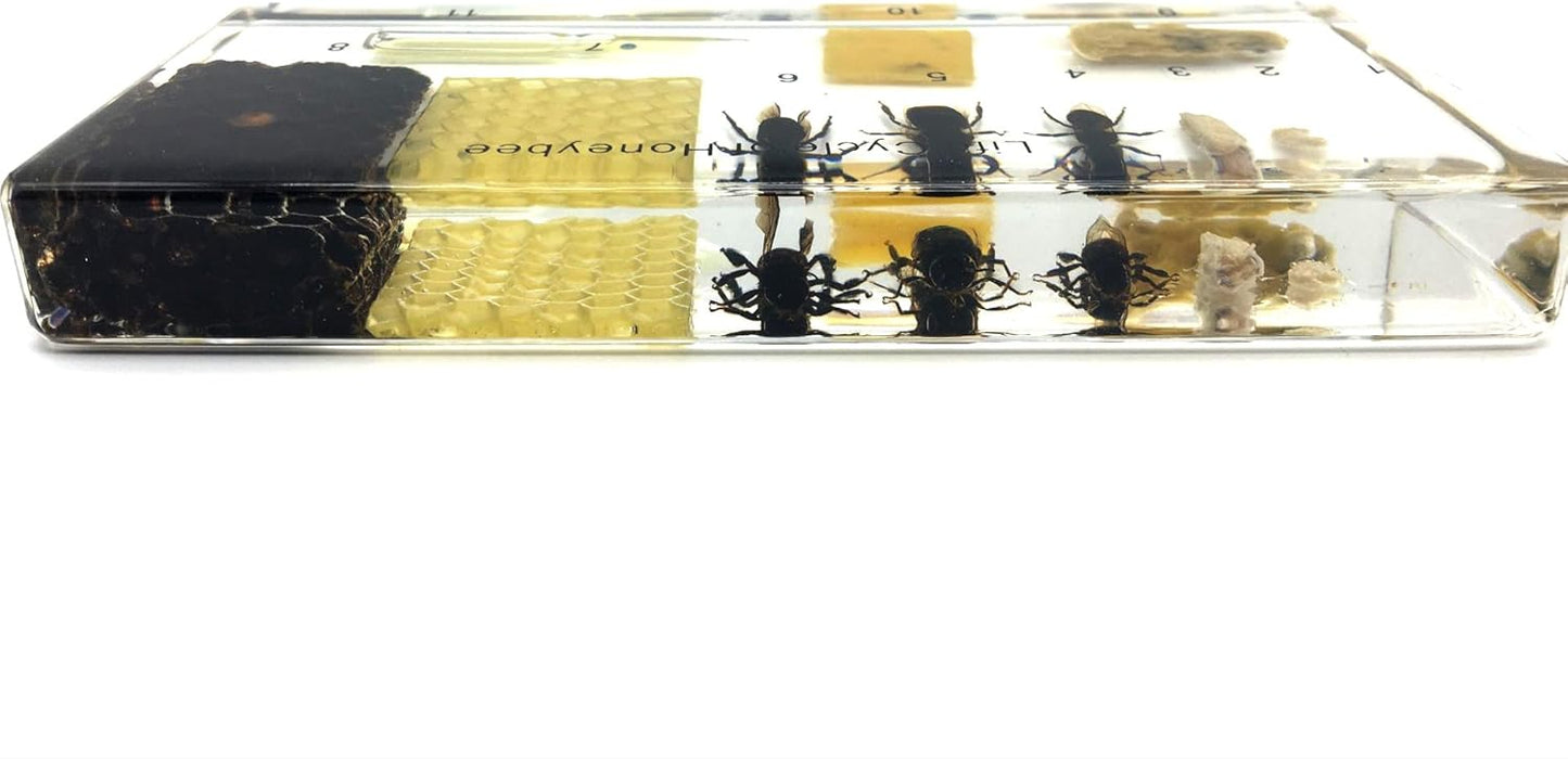 Lifecycle of a Honey Bee Science Classroom Specimens for Science Education