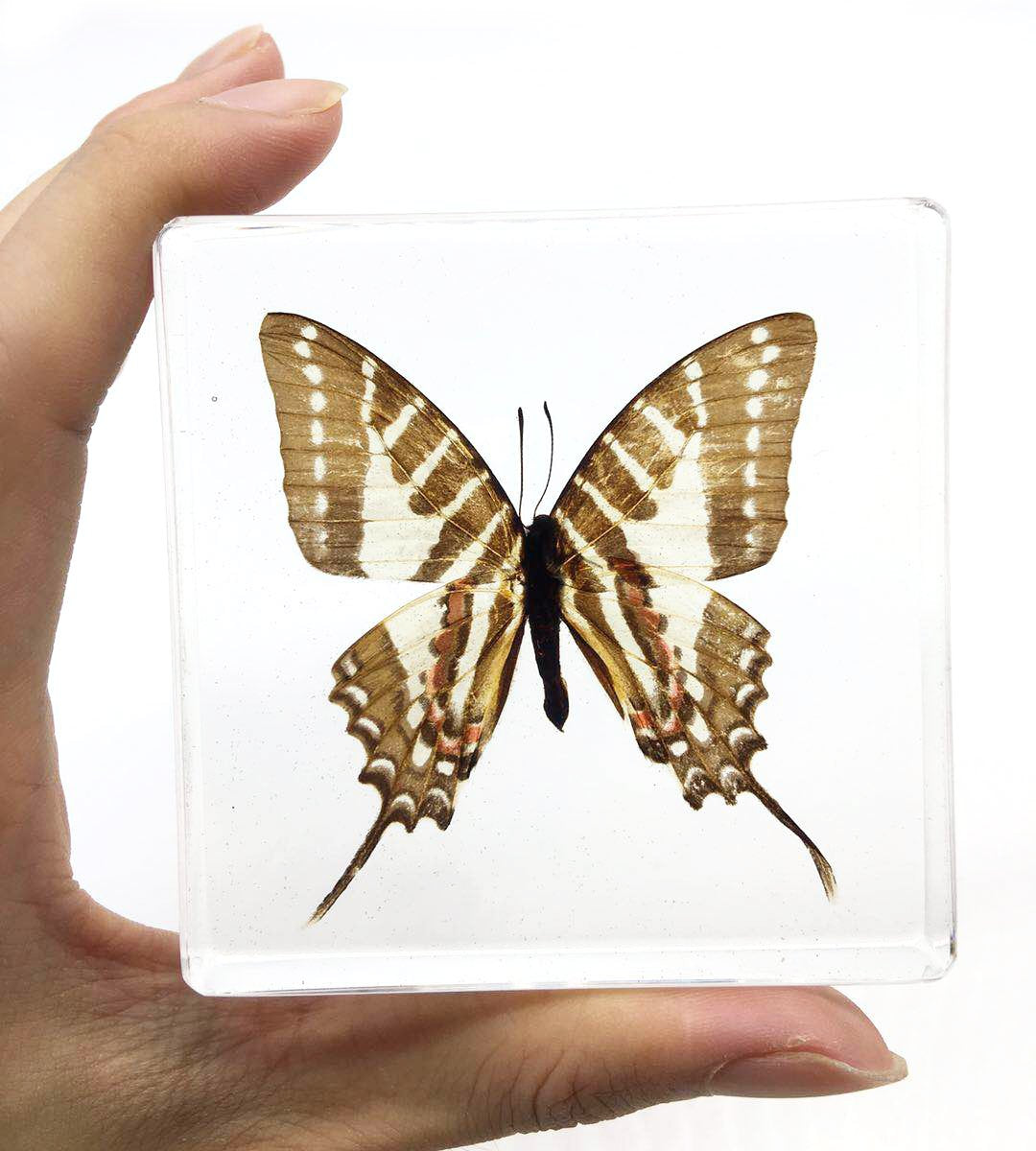 Graphium doson Butterfly Paperweight Specimen Paperweight for Science Education for book for office for desk(3" x 3" x 0.6")