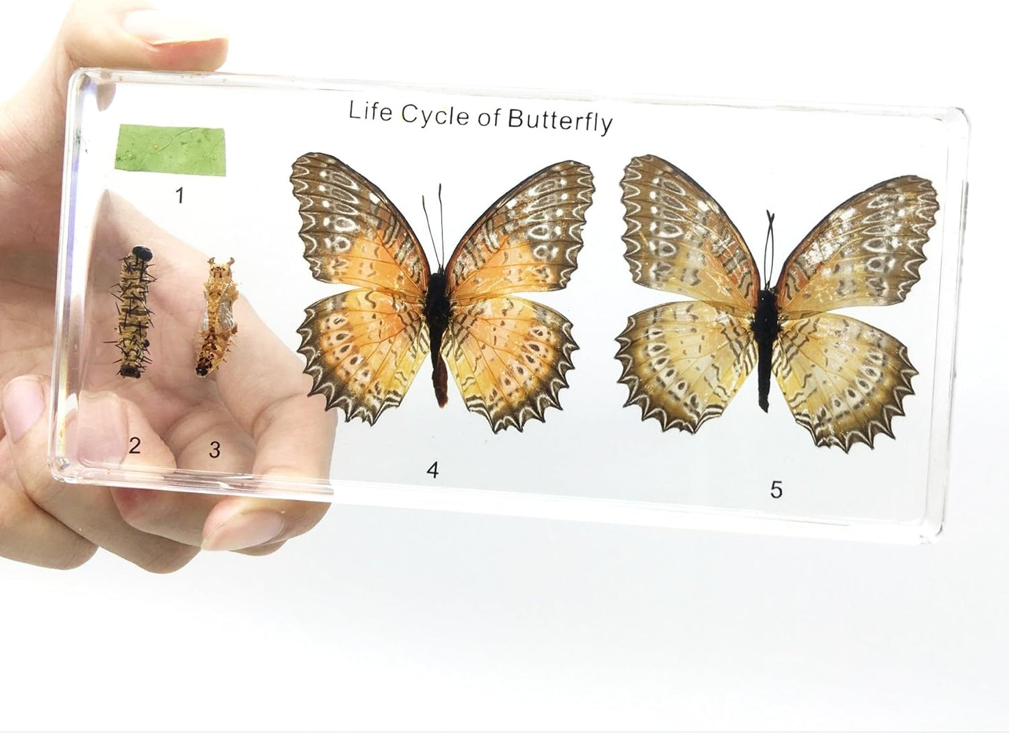 Lifecycle of a Butterfly Paperweights Science Classroom Specimens for Science Education
