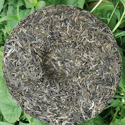 Spring Tea Raw Tea Green Tea Zhonghong Guafengzhai Ancient Tree Tea 357g