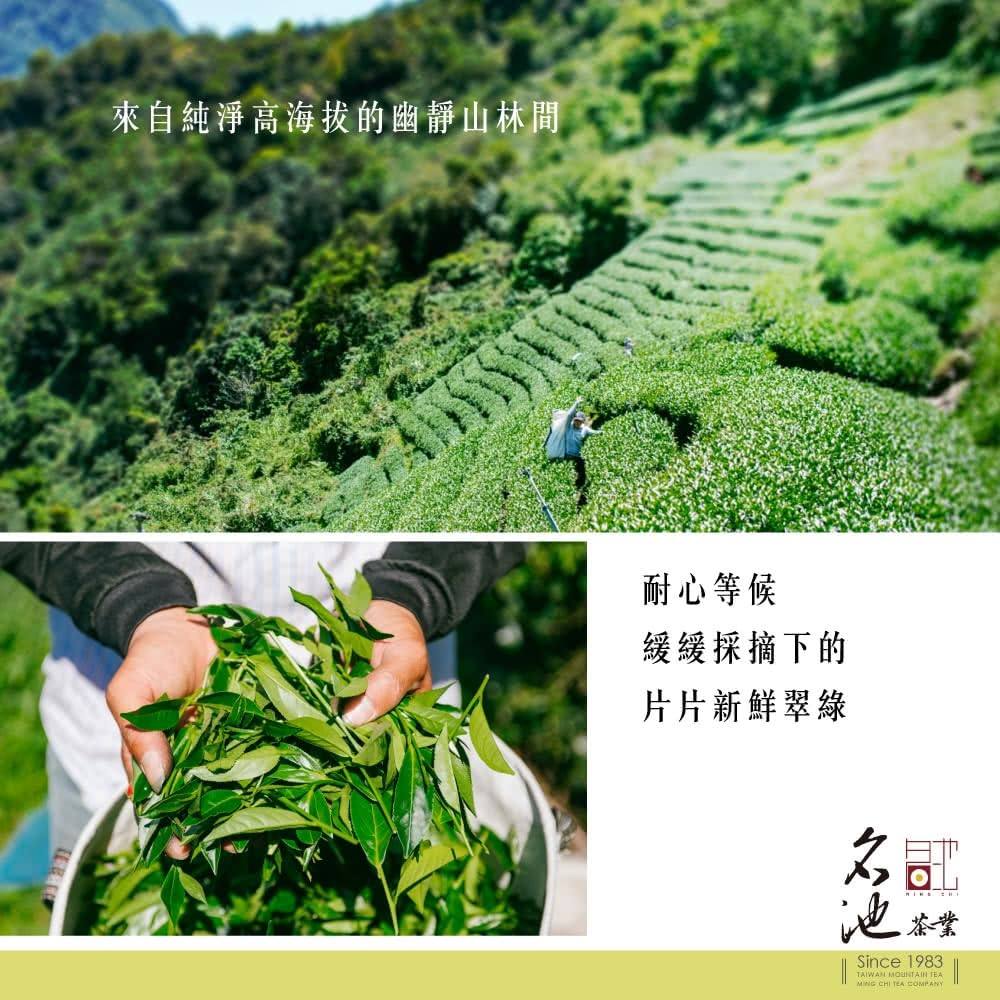 Taiwan unique tea,Chin-Shin-Oolong,Hand-picked fragrant Alishan cold tea leaves,150g*6
