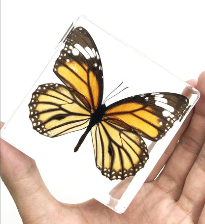 Tiger Butterfly Paperweight Paperweights Specimen Specimens Collection Display