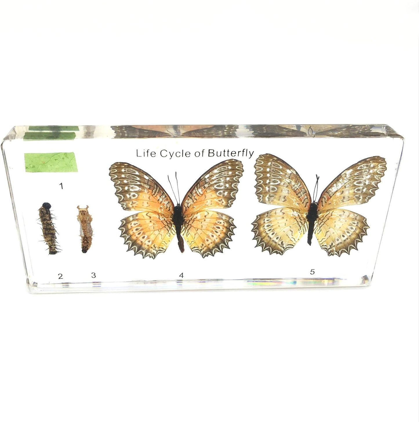 Lifecycle of a Butterfly Paperweights Science Classroom Specimens for Science Education