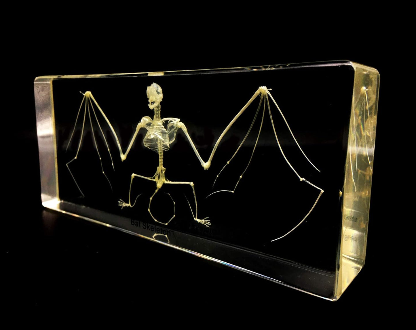 X-Large Taxidermy Real Bat Skeleton Specimens Science Classroom Specimen for Science Education（7.9x3.6x1.6 inch）