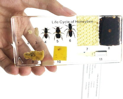 Lifecycle of a Honey Bee Science Classroom Specimens for Science Education