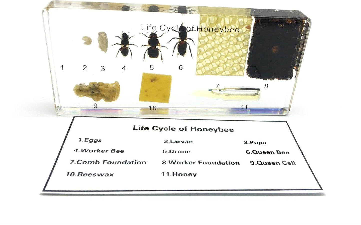 Lifecycle of a Honey Bee Science Classroom Specimens for Science Education
