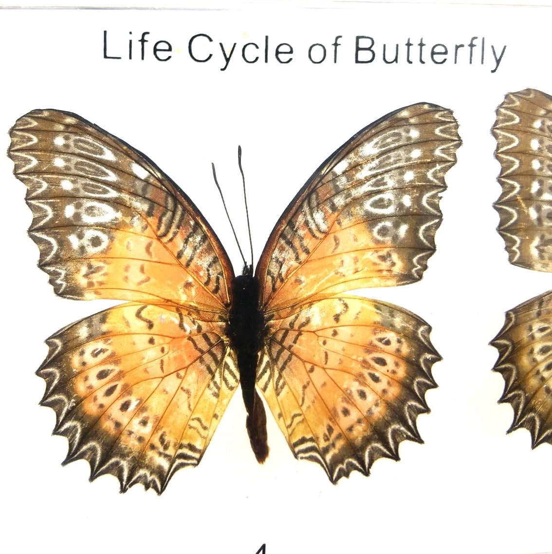 Lifecycle of a Butterfly Paperweights Science Classroom Specimens for Science Education