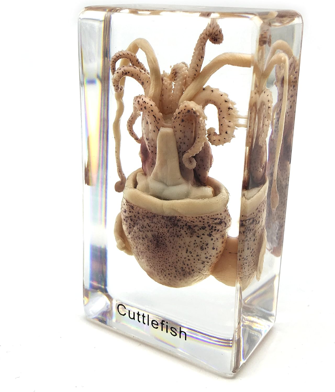 Squid Cuttlefish Specimen in Acrylic Block Paperweights Science Classroom Specimens for Science Education（2.9x1.6x1 inch）