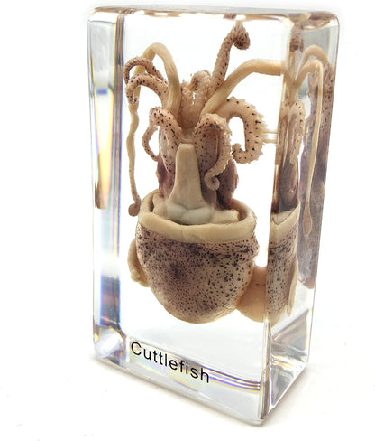 Squid Cuttlefish Specimen in Acrylic Block Paperweights Science Classroom Specimens for Science Education（2.9x1.6x1 inch）
