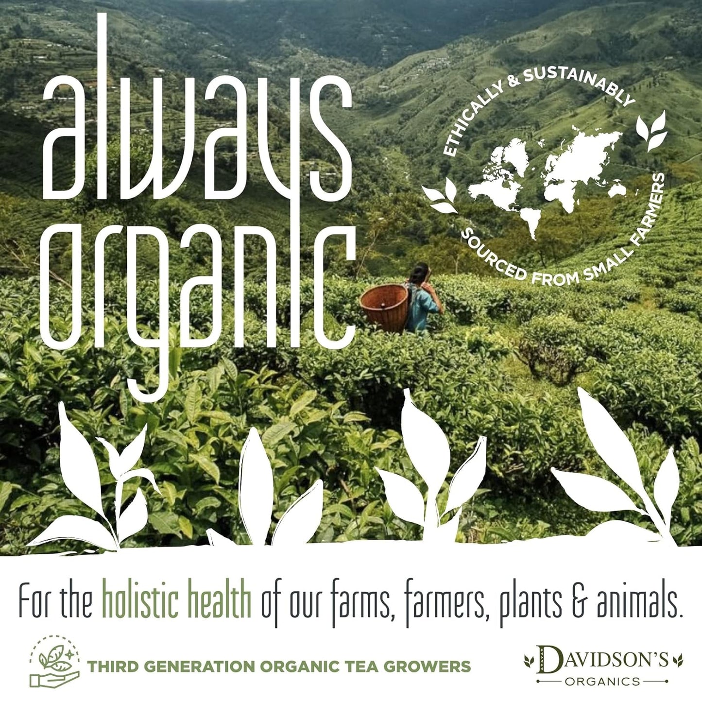 Davidson's Organics, Decaffeinated Black, Loose Leaf Tea, 16-Ounce Bag