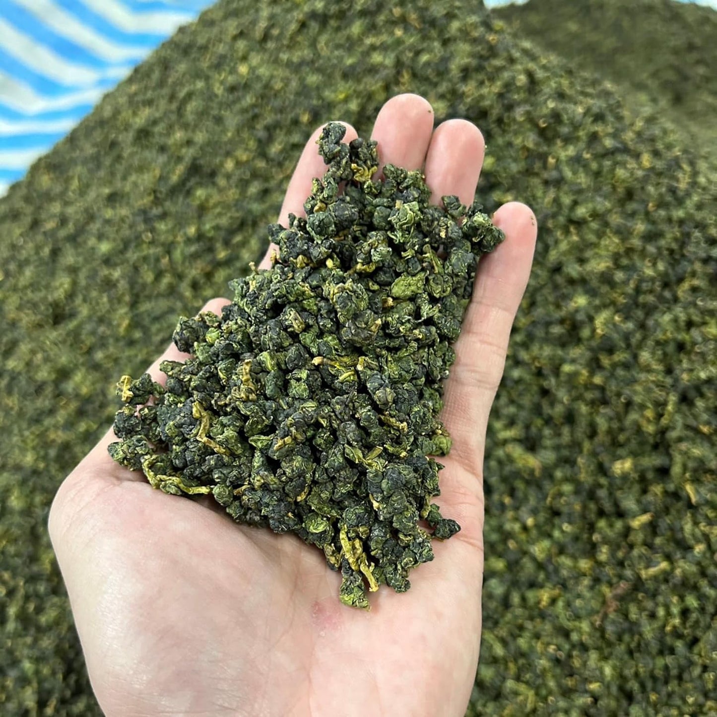 Taiwan unique tea,Chin-Shin-Oolong,Dayuling winter tea,75g*8
