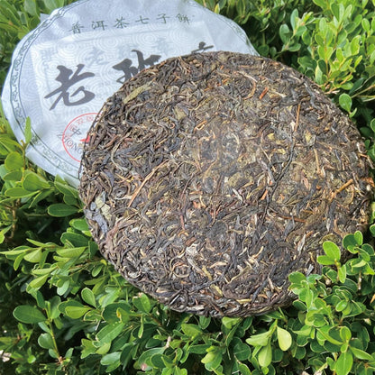 TEARELAE - Raw Puerh Tea Cake - Strong Taste & Slightly Bitter - Yunnan Daye Cha Black Tea Loose Leaf - Traditional Chinese Tea - About 12.59oz/357g