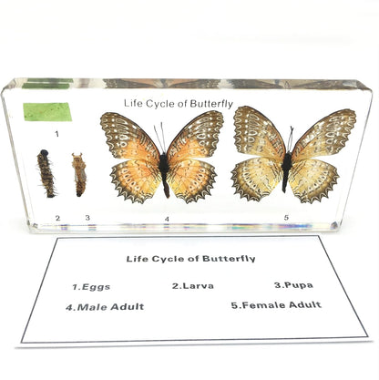 Lifecycle of a Butterfly Paperweights Science Classroom Specimens for Science Education