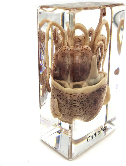 Squid Cuttlefish Specimen in Acrylic Block Paperweights Science Classroom Specimens for Science Education（2.9x1.6x1 inch）