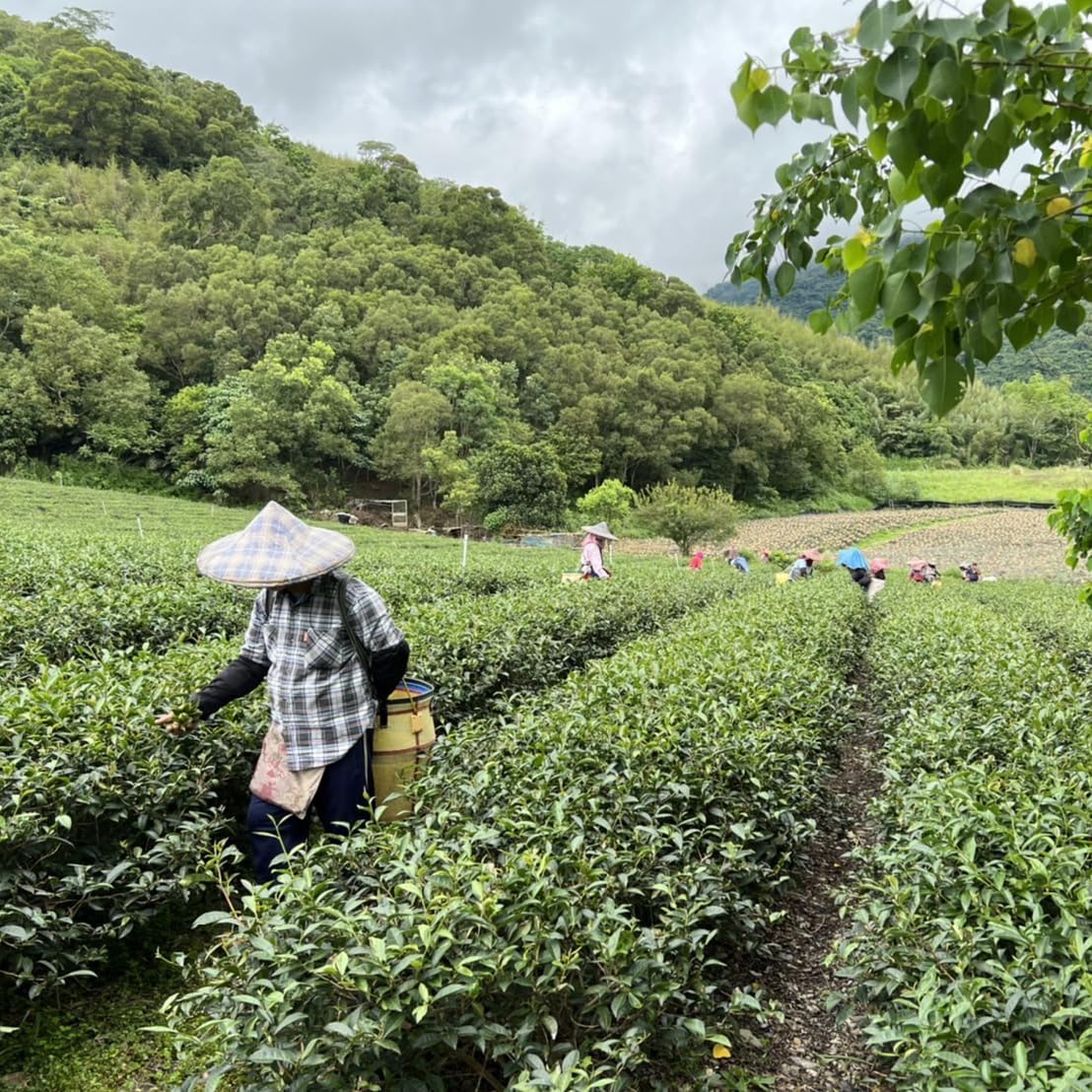 Taiwan unique tea,Taitung Red Oolong,150g*4