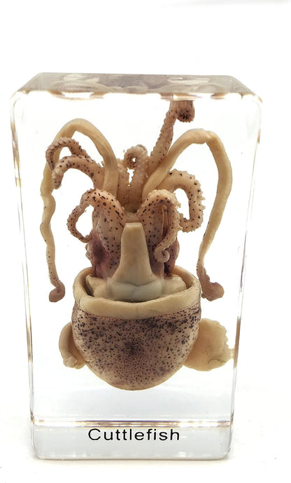 Squid Cuttlefish Specimen in Acrylic Block Paperweights Science Classroom Specimens for Science Education（2.9x1.6x1 inch）
