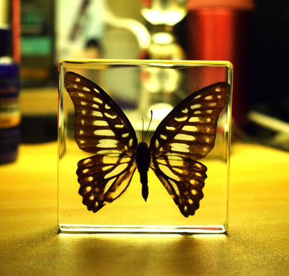 Graphium doson Butterfly Paperweight Specimen Paperweight for Science Education for book for office for desk(3" x 3" x 0.6")