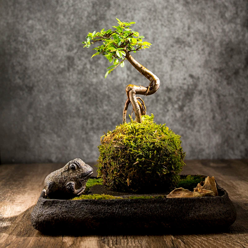 Bonsai Plate Landscape Tea Tray Natural Stone Plant Pot Table Garden Volcanics Home Decoration Craft Office Teaware Originality