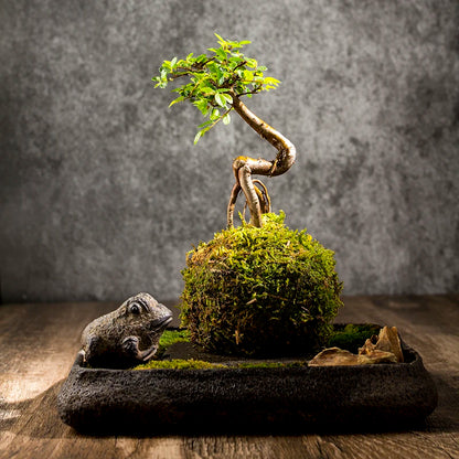 Bonsai Plate Landscape Tea Tray Natural Stone Plant Pot Table Garden Volcanics Home Decoration Craft Office Teaware Originality