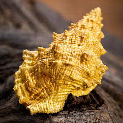 Boxwood 5cm Wood Sculpture conch Home Decor Feng Shui Office Decoration Real Wood Car Hanging Collection