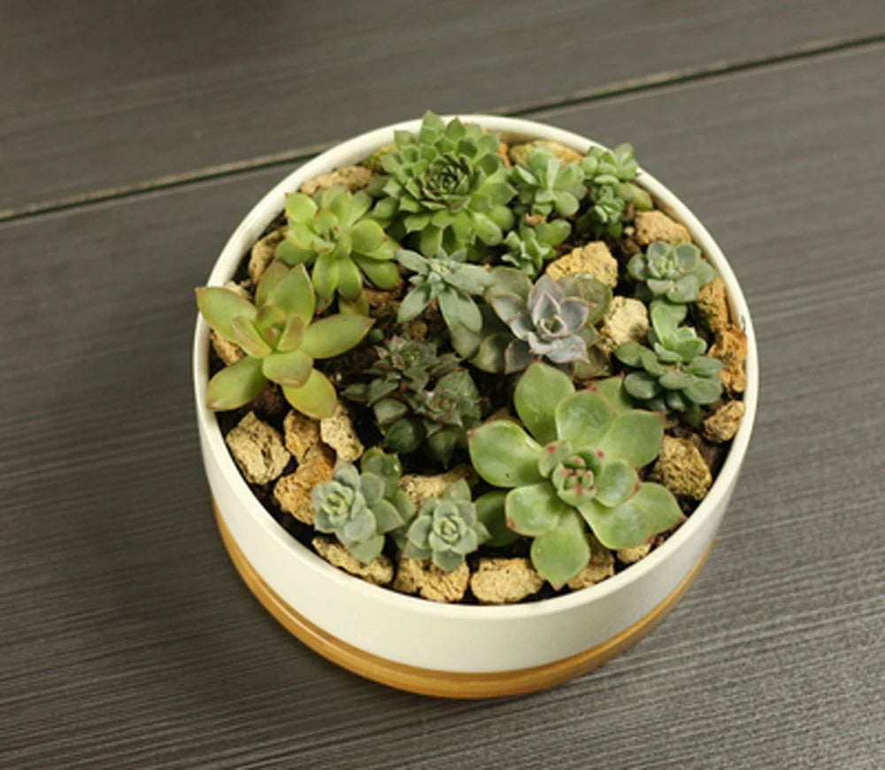 Ceramic Succulent Plant Pot, White Porcelain, Deep Rounded Flower Pot with Bamboo Tray, Office Desktop Table Bonsai Zakka