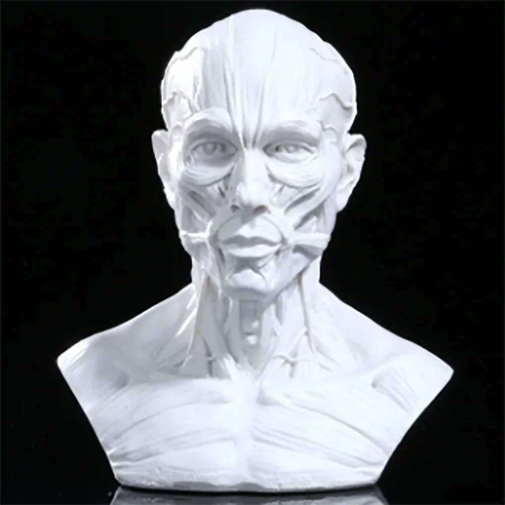 Retro 4" Human Anatomical Anatomy Skull Head Muscle Bone Medical Model Fine Arts
