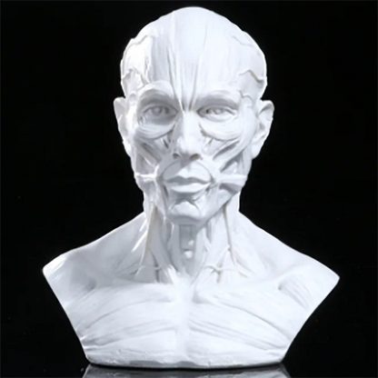Retro 4" Human Anatomical Anatomy Skull Head Muscle Bone Medical Model Fine Arts