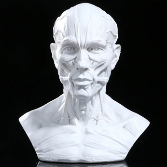 Retro 4" Human Anatomical Anatomy Skull Head Muscle Bone Medical Model Fine Arts