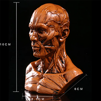 Retro 4" Human Anatomical Anatomy Skull Head Muscle Bone Medical Model Fine Arts