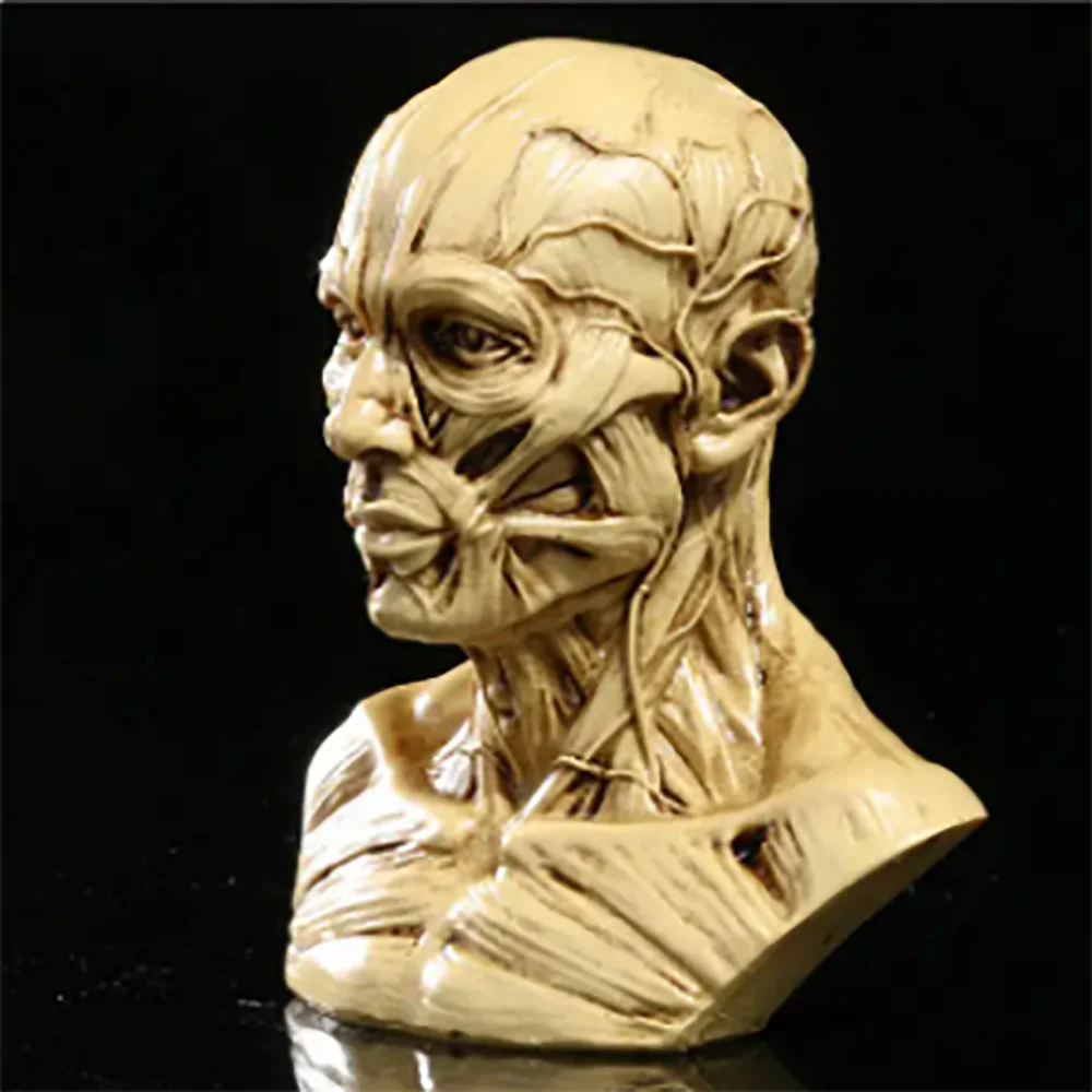 Retro 4" Human Anatomical Anatomy Skull Head Muscle Bone Medical Model Fine Arts