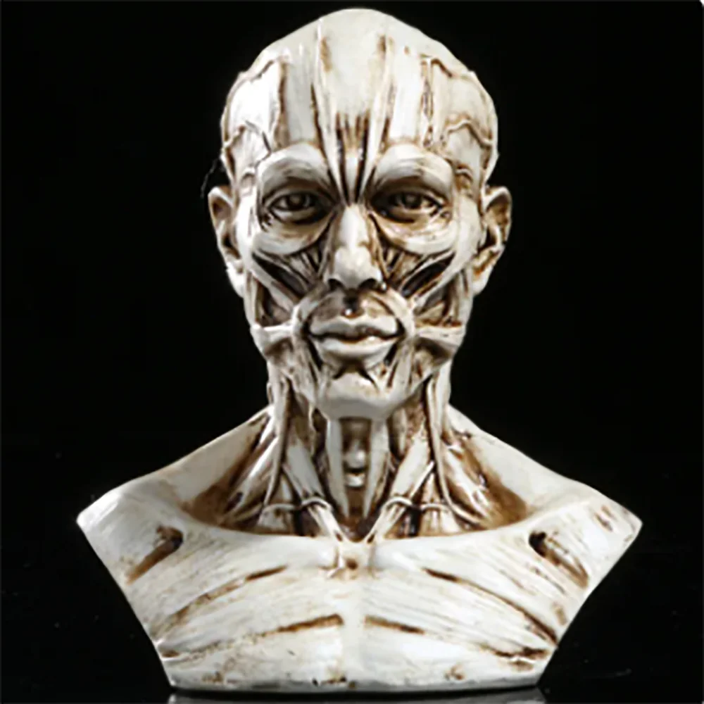 Retro 4" Human Anatomical Anatomy Skull Head Muscle Bone Medical Model Fine Arts