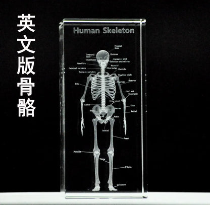 TOP best GIFT - medicine Medical Science Internal medicine Doctor skeleton Bone Figurine 3D Crystal statue -FREE SHIPPING cost