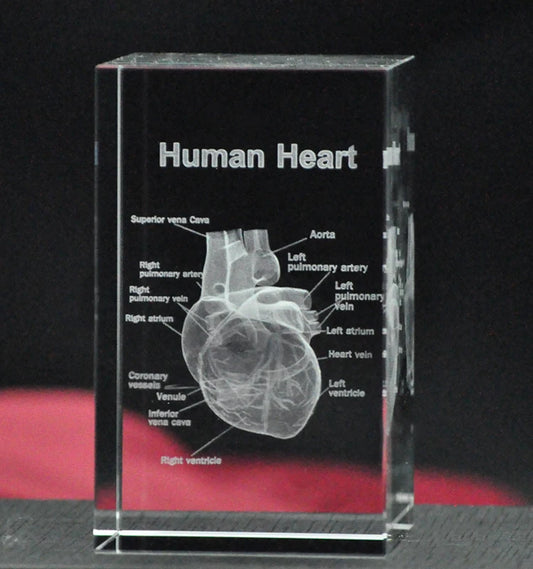 TOP COOL BEST GIFT - Medicine Medical Science Internal medicine Doctor heart Figurine 3D Crystal decorative art statue