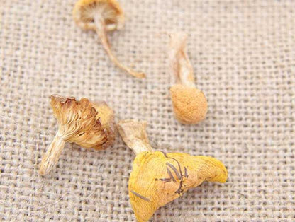 Dried Wild Lentinus Edodes Premium Yellow Champignon Very Delicious Top Quality