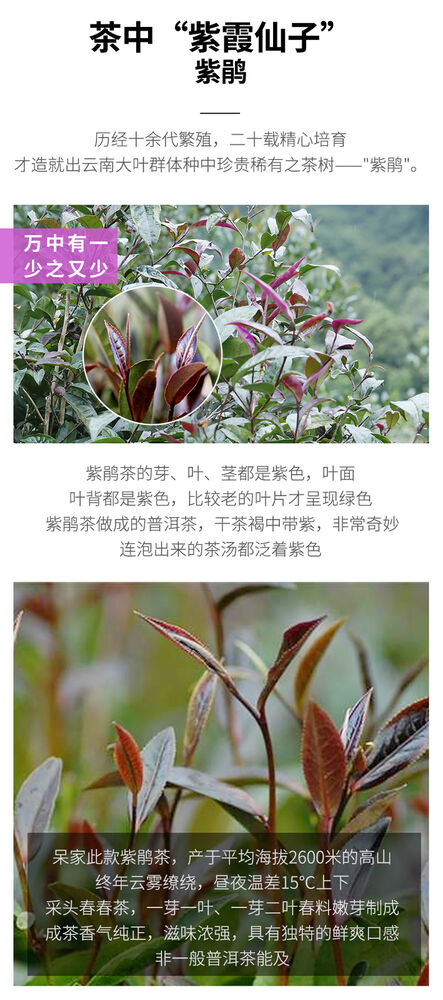 2023 Zi Juan Pu'er Tea Wild Purple Ancient Tree Pu-erh Tea Raw Puerh 200g/7.04oz