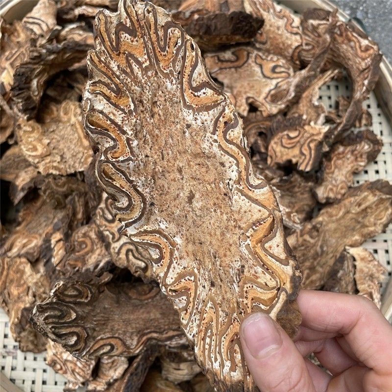 Guangxi Wild LongGuFeng/Chinese herbal 广西野生龙骨风中药材 大贯众 飞天擒罗
