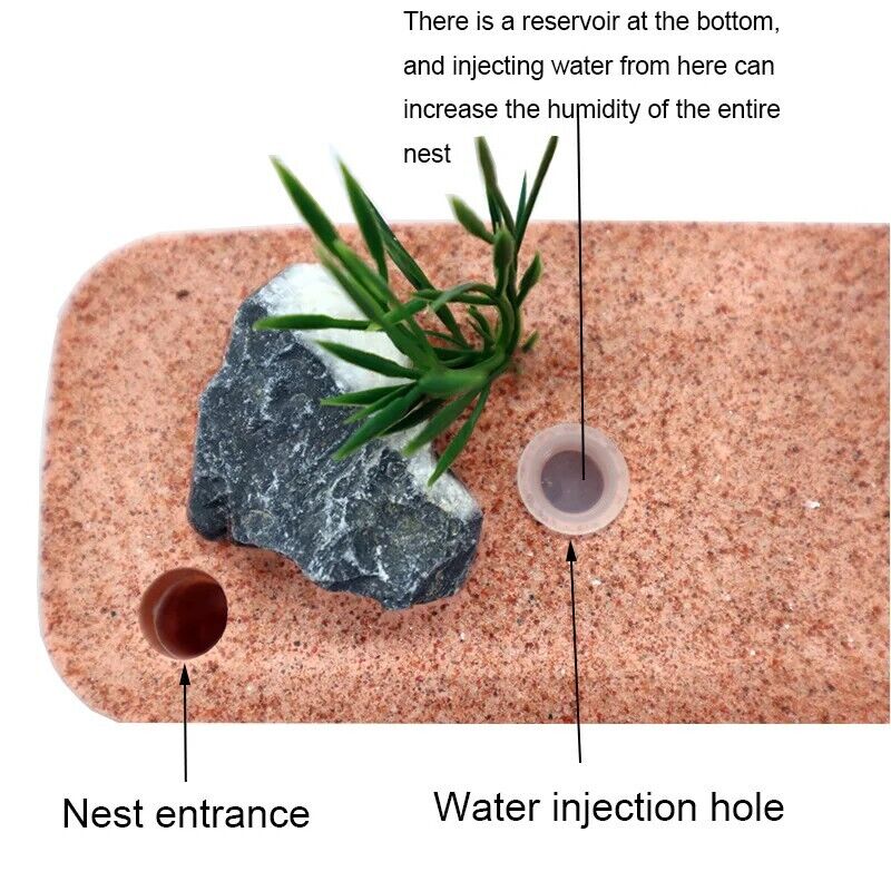 Ant Farm PC Shell+Gypsum Plaster Insects Box Workshop Pet Nest Anthill 12x6x10cm