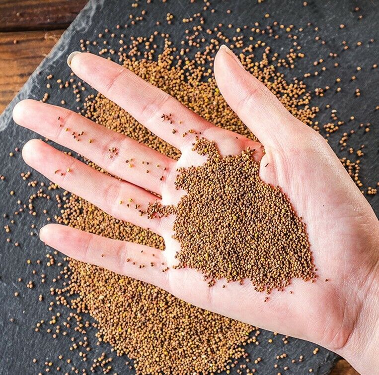 100% Natural Dried Herbs Perillae Fructus, Zi Su Zi Chinese herbal