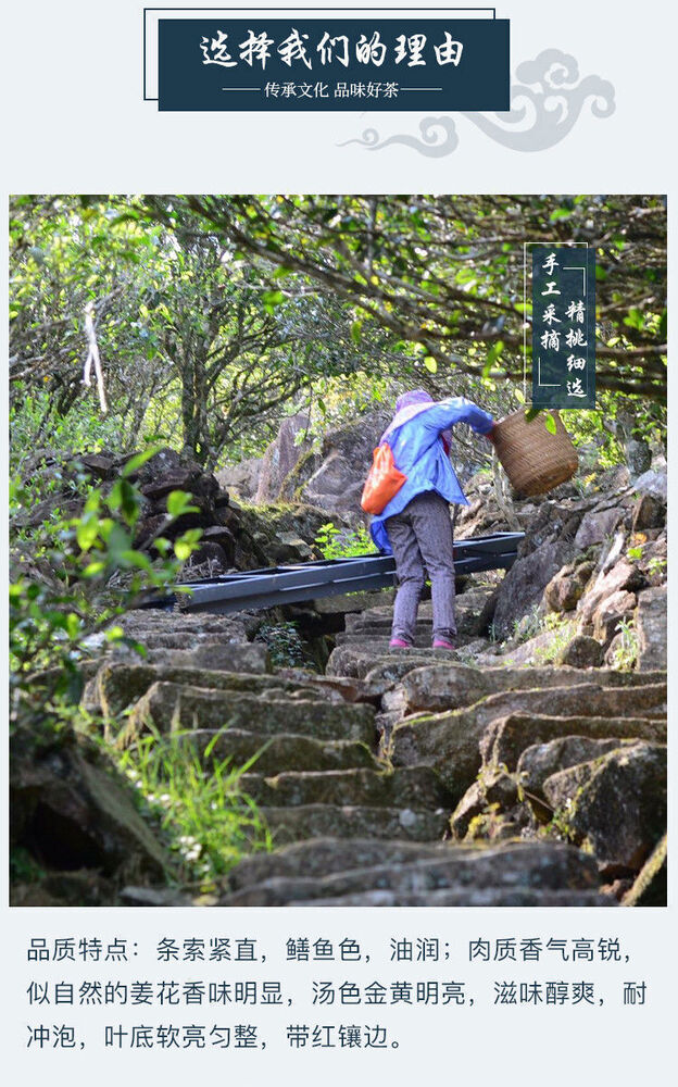 Highly Aromatic Oolong Tea 鸭屎香高香型 单枞凤凰单丛茶潮州乌龙茶叶