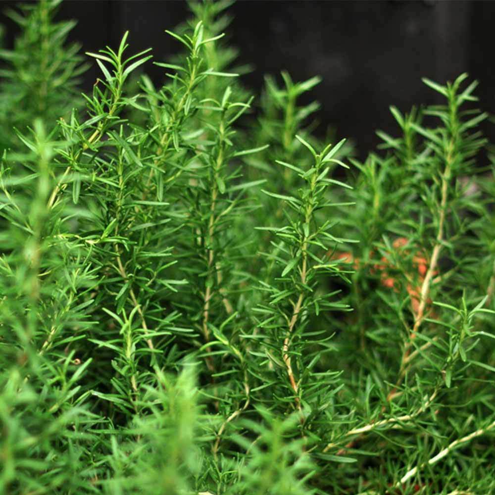 for Enhancing Memory Sleep Better Rosemary Health Care Herbal Tea