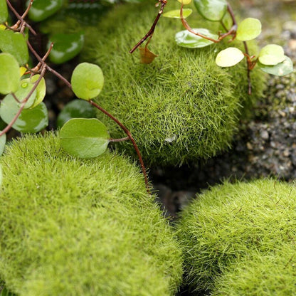 Ant Farm Decoration Artificial Mini Moss Stones Micro-Landscape Decor 3 6 8 10cm