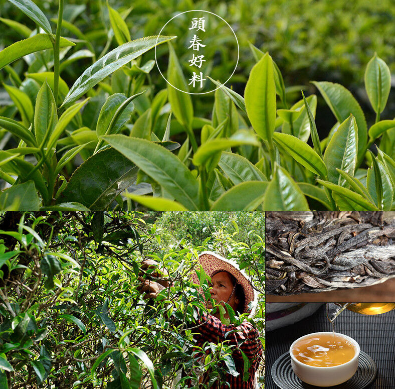 2017 Yunnan bangwai Village spring old tree Pu erh Tea Arbres raw Cake tee 357g